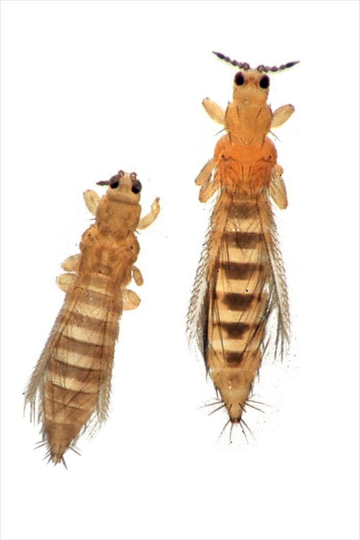 Thrips tabaci (lijevo), Frankliniella occidentalis (desno)