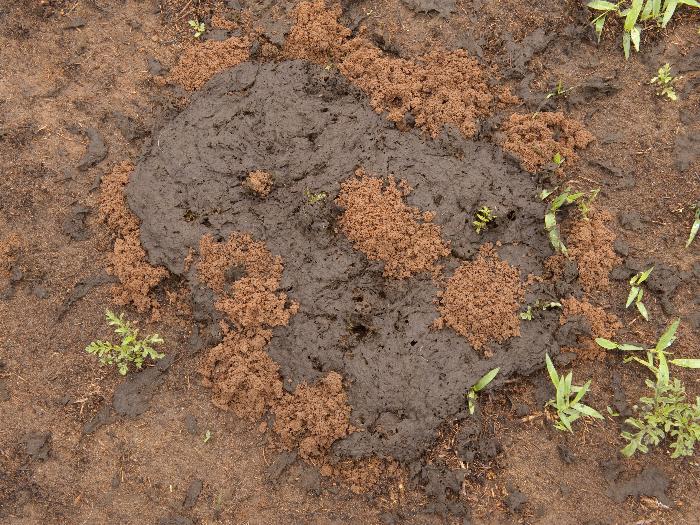 Mikroorganizmi razgrađuju i unose svježi gnoj u tlo. Taj proces doprinosi zdravlju tla i hranjive tvari biljkama.