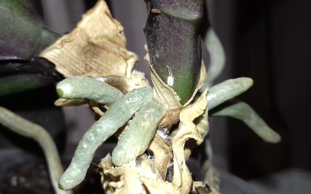 Suzbijanje vunastih ušiju na orhidejama