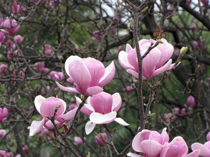 Magnolia soulangiana