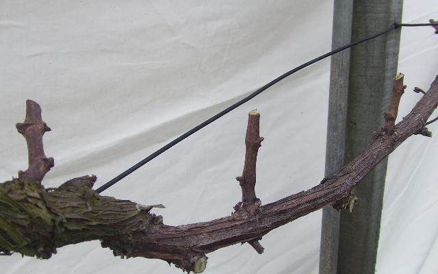 Preventivno prskanje vinograda bakrom