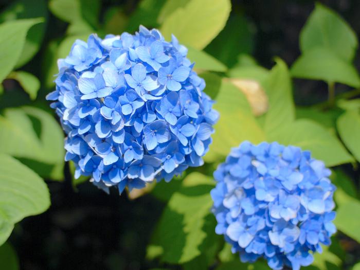 Plava hortenzija