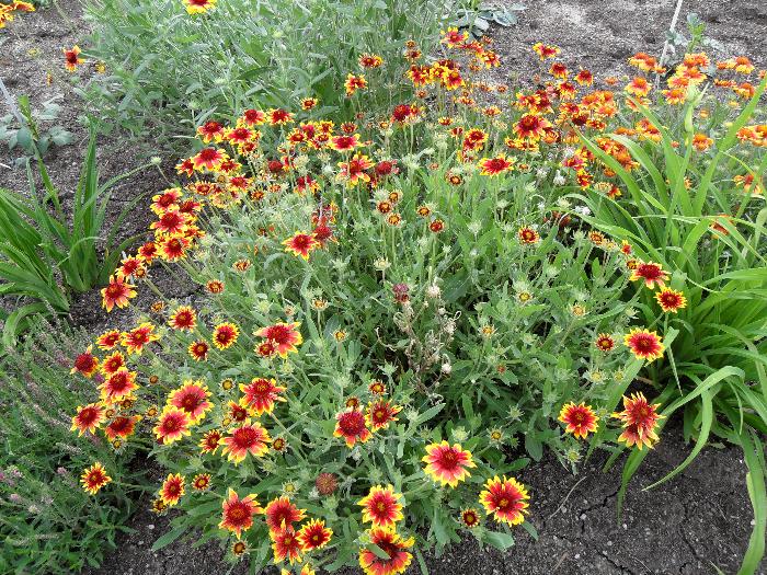 Gaillardia x grandiflora