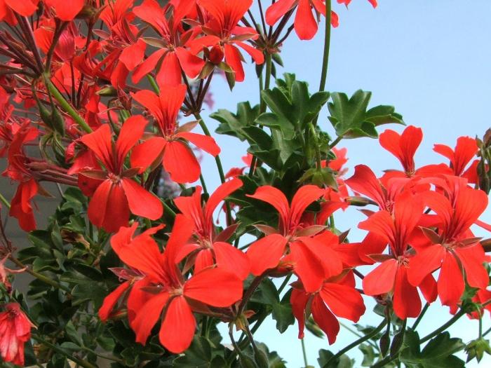 Pelargonium peltatum