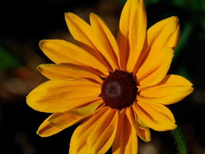 Rudbeckia hirta