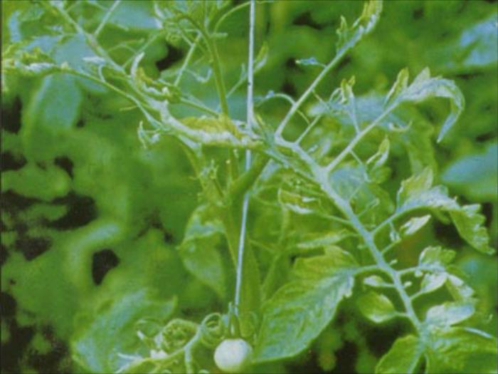 Cucumber Mosaic Virus