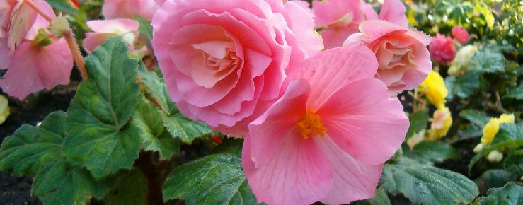 Begonia x tuberhybrida