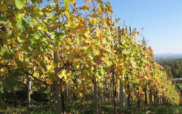 Jesenska gnojidba vinograda