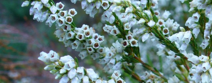 Erica leucantha