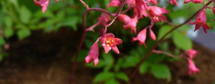 Heuchera sanguinea