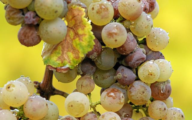 Vinogradu prijeti Botrytis