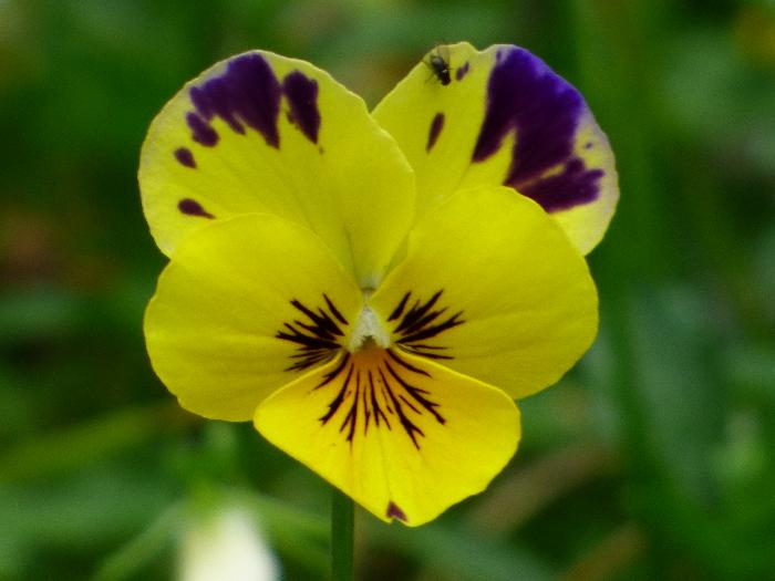 Viola tricolor (Maćuhica)