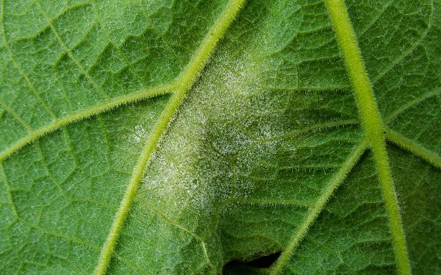 Vinograd - u lipnju nastaviti sa prskanjem protiv plamenjače i pepelnice