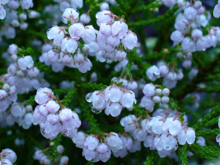 Erica capensis