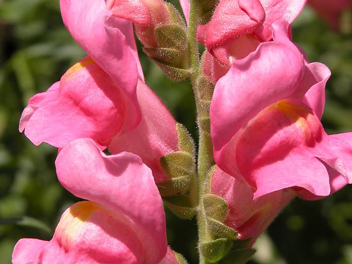 Antirrhinum majus