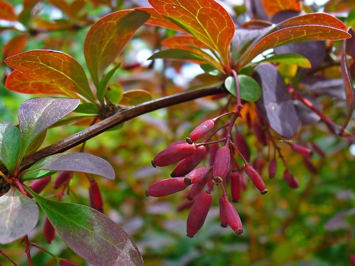 Obična žutika (Berberis vulgaris)