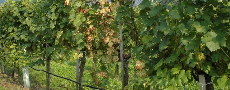 Sušenje vinove loze