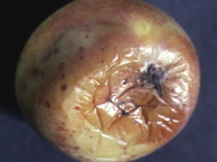 Botrytis cinerea