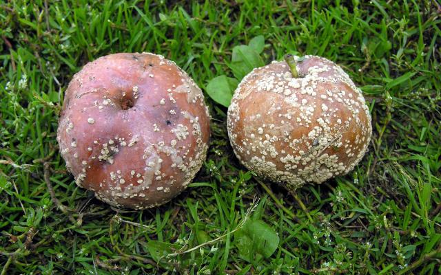 Trulež ploda – Monilinia fructigena