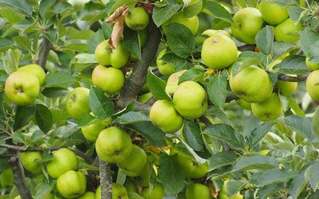 Alternativna rodnost voćaka - što kada voćka ne rodi svake godine