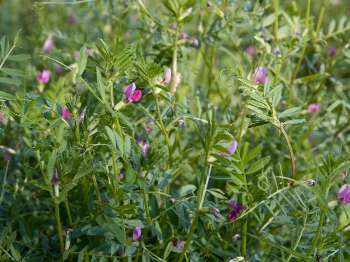 Grahorica (Vicia sativa)