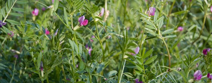 Grahorica (Vicia sativa)