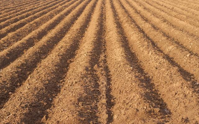 Gnojidba krumpira pred sadnju