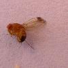 Velike štete zbog octene mušice ploda (Drosophila suzukii)