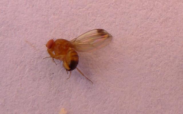Velike štete zbog octene mušice ploda (Drosophila suzukii)