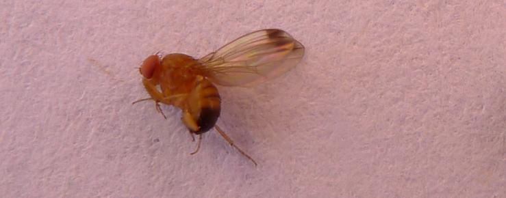Octena mušica ploda (Drosophila suzukii)