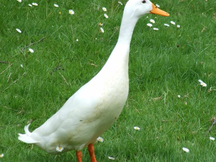 Bijela indijska patka