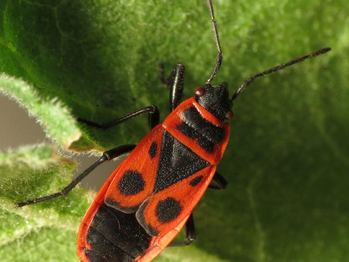 Vatreni opančar (Pyrrhocoris apterus)