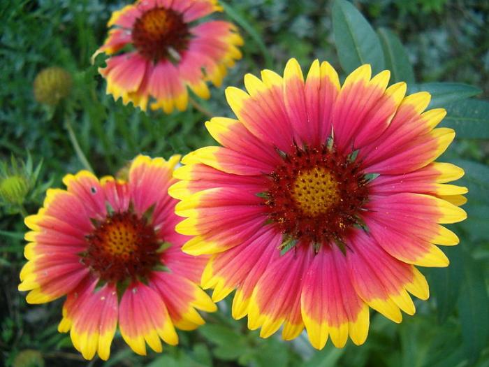 Gaillardia aristata