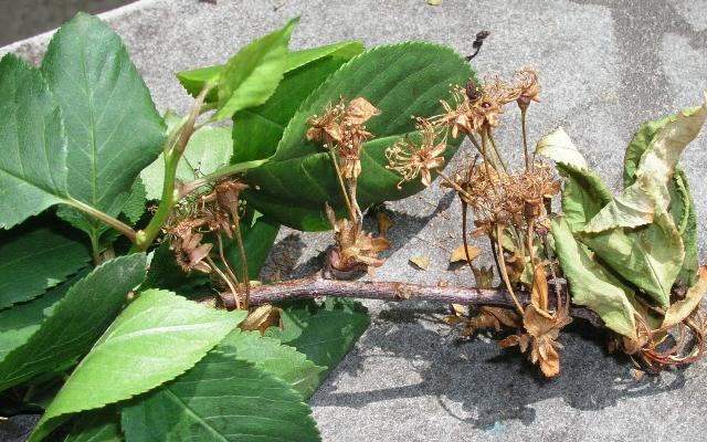 Monilia laxa radi velike probleme na koštičavom voću