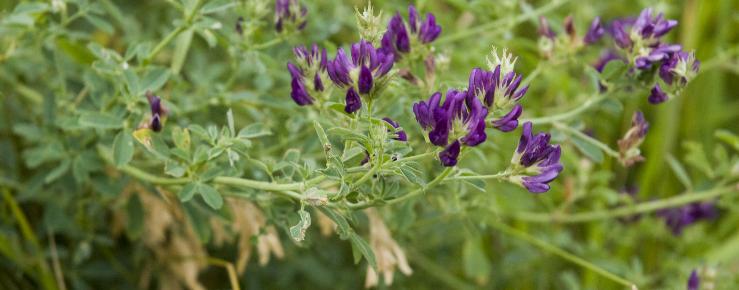 Medicago sativa