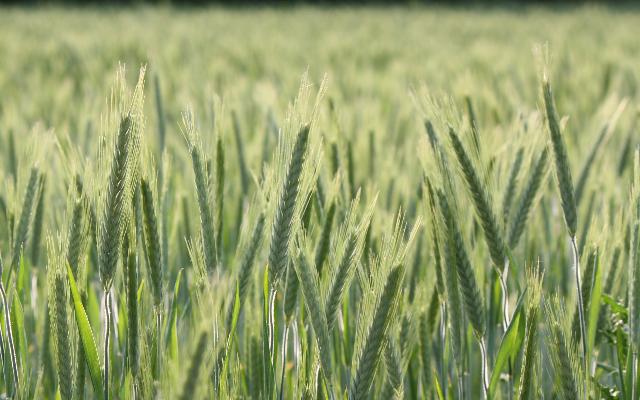Ozima pšenica - završna zaštita klasja i vršnog lišća