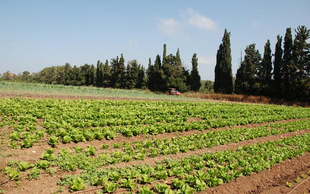 Sjetva povrća tijekom travnja