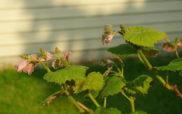 Plijevljenje nerodnih mladica u vinogradu