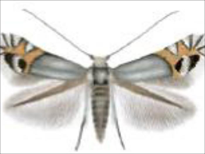 Leucoptera malifoliella