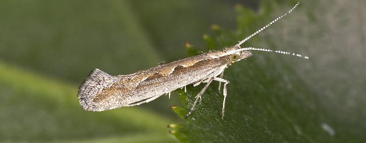 Plutella xylostella