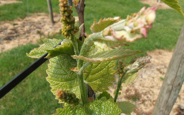 U svibnju počinje prava zaštita vinove loze