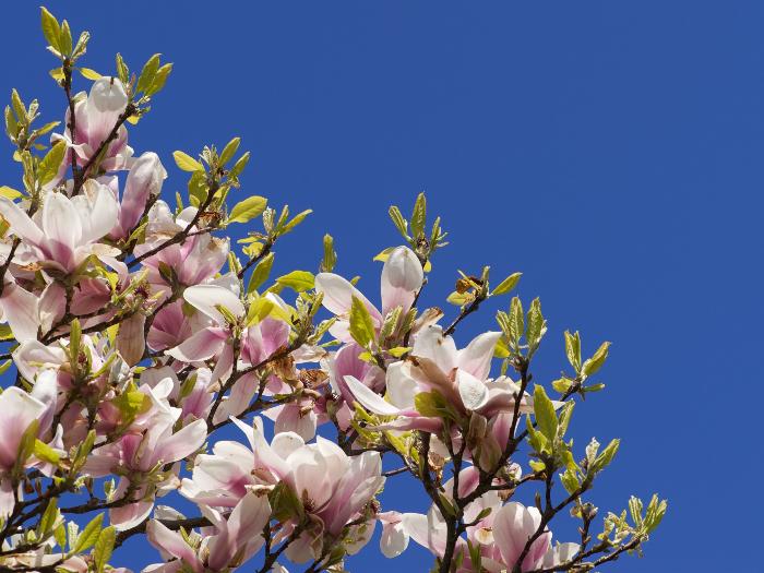 Magnolia grandiflora