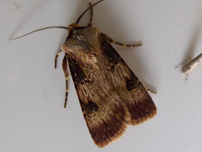 Agrotis catalaunensis (sovice)