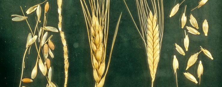 Lijevo - pšenica, desno - jednozrna pšenica