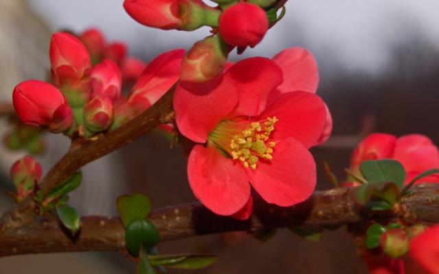 Japanska dunja ili cidonija - grm predivnih cvjetova