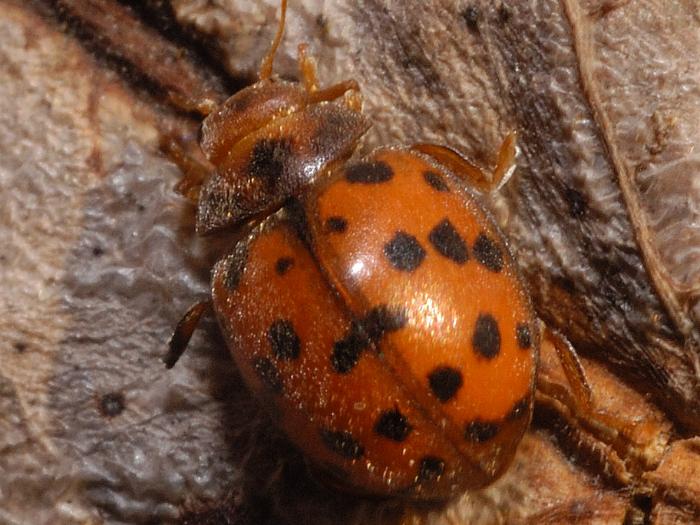 Subcoccinella vigintiquatuorpunctata imago