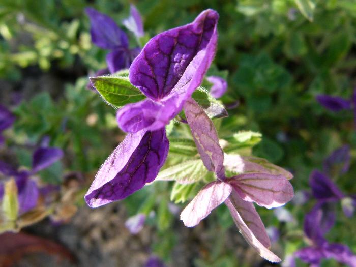 Salvia horminum