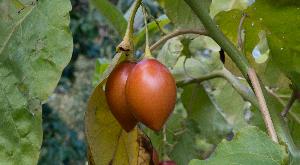 Tamarilo - drvo rajčica