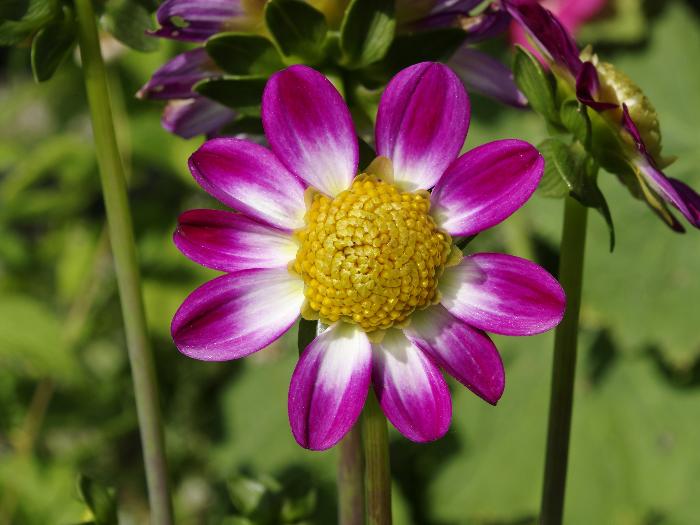 Dahlia variabilis