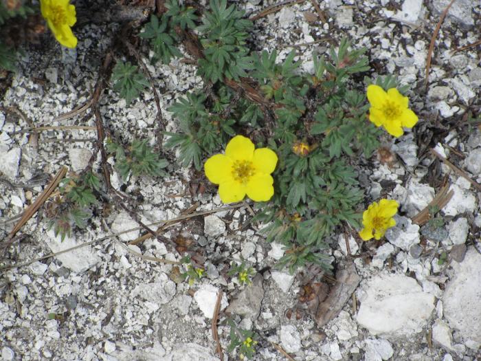 Potentilla fruticosa